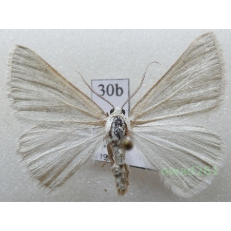 Pseudoterpna pruinata (Hufnagel, 1767) Czech30b